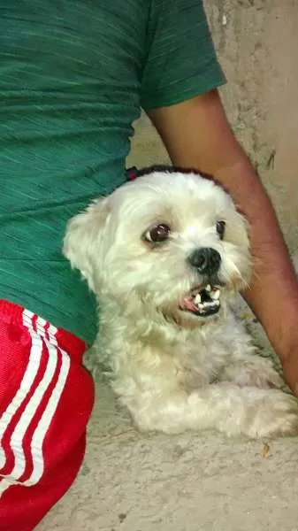 Cachorro ra a Shitzu idade 2 anos nome Cachorro