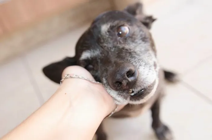 Cachorro ra a SRD idade 5 anos nome Nego