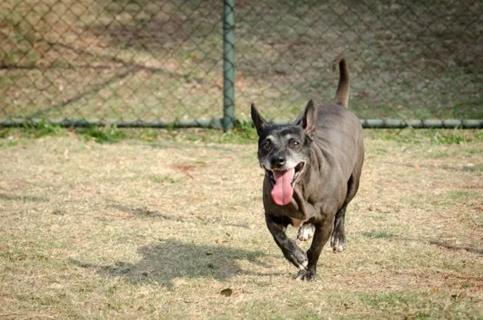 Cachorro ra a SRD idade 5 anos nome Nego