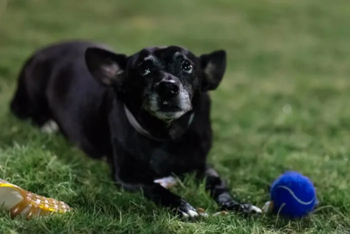 Cachorro ra a SRD idade 5 anos nome Nego