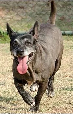 Cachorro ra a SRD idade 5 anos nome Nego