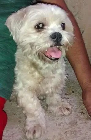 Cachorro ra a Shitzu idade 2 anos nome Cachorro