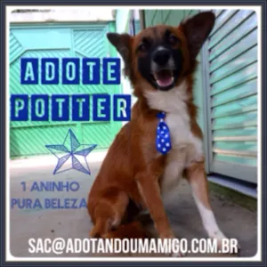Cachorro raça SRD idade 1 ano nome POTTER, 1 aninho!