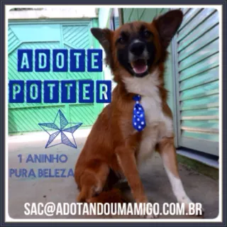 Cachorro ra a SRD idade 1 ano nome POTTER, 1 aninho!