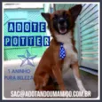 POTTER, 1 aninho!