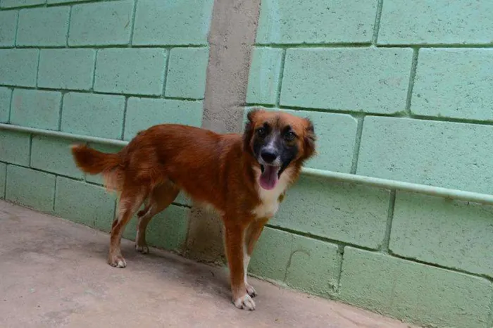Cachorro ra a SRD idade 1 ano nome POTTER, 1 aninho!
