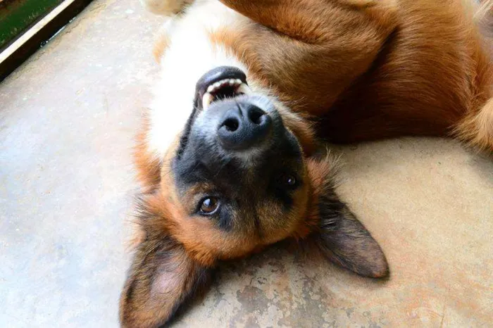 Cachorro ra a SRD idade 1 ano nome POTTER, 1 aninho!