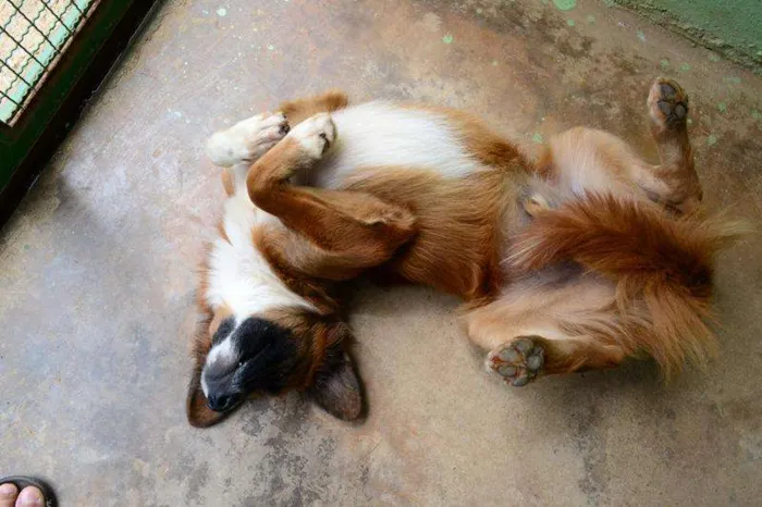 Cachorro ra a SRD idade 1 ano nome POTTER, 1 aninho!