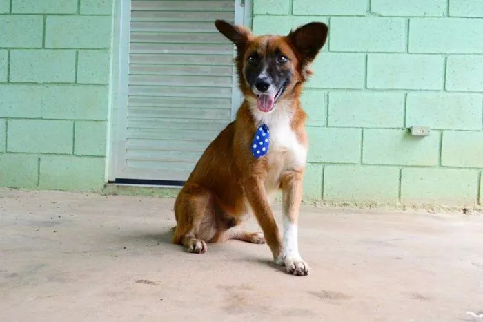 Cachorro ra a SRD idade 1 ano nome POTTER, 1 aninho!