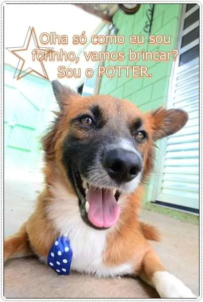 Cachorro ra a SRD idade 1 ano nome POTTER, 1 aninho!