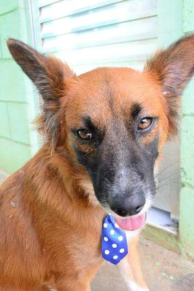 Cachorro ra a SRD idade 1 ano nome POTTER, 1 aninho!