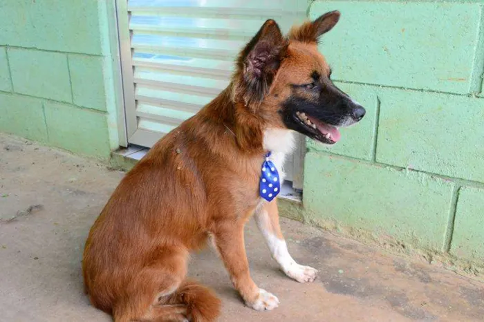 Cachorro ra a SRD idade 1 ano nome POTTER, 1 aninho!