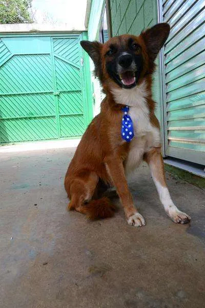 Cachorro ra a SRD idade 1 ano nome POTTER, 1 aninho!