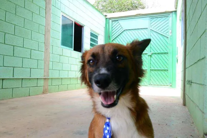 Cachorro ra a SRD idade 1 ano nome POTTER, 1 aninho!