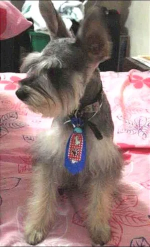 Cachorro raça Schnauzer idade 5 anos nome Pingo