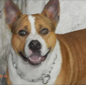 Cachorro raça viralata idade 1 ano nome richard