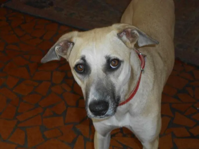 Cachorro ra a SRD idade 1 ano nome Janis