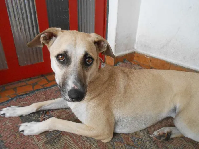 Cachorro ra a SRD idade 1 ano nome Janis