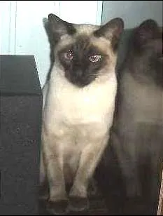 Gato ra a Siamês idade 1 ano nome Paçoca