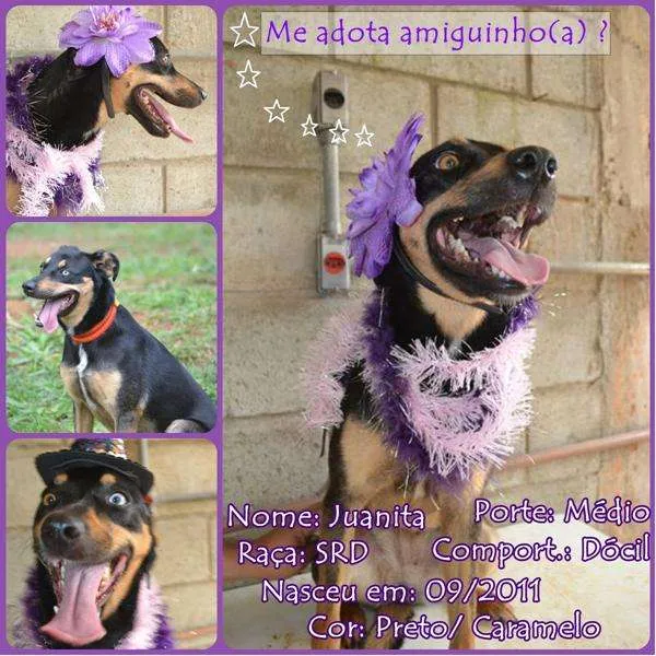 Cachorro ra a SRD idade 2 anos nome JUANITA, Princesa r