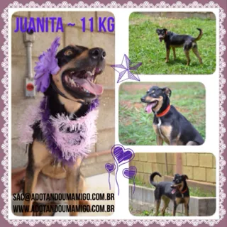 Cachorro ra a SRD idade 2 anos nome JUANITA, Princesa r