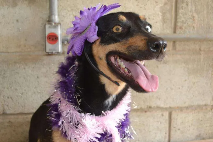 Cachorro ra a SRD idade 2 anos nome JUANITA, Princesa r