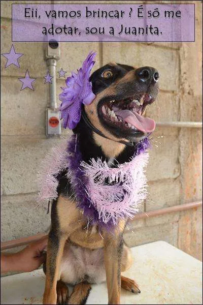 Cachorro ra a SRD idade 2 anos nome JUANITA, Princesa r