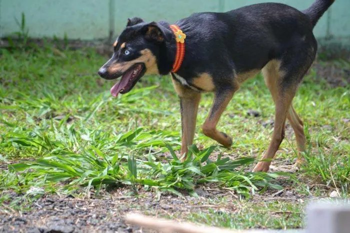 Cachorro ra a SRD idade 2 anos nome JUANITA, Princesa r