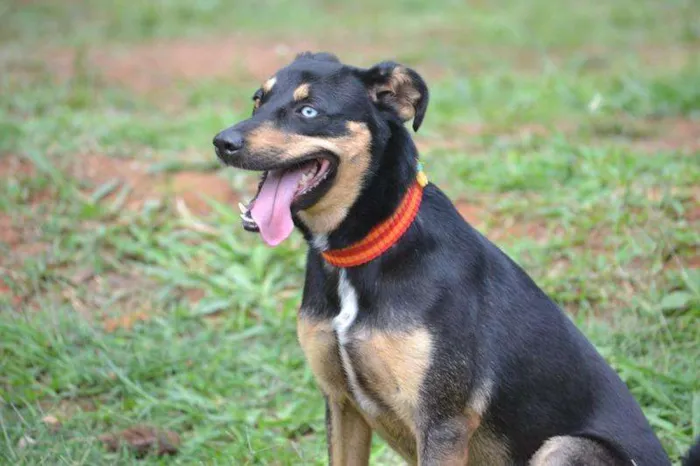 Cachorro ra a SRD idade 2 anos nome JUANITA, Princesa r