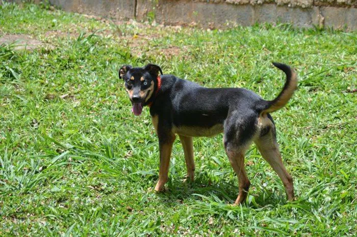 Cachorro ra a SRD idade 2 anos nome JUANITA, Princesa r