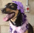 JUANITA, Princesa r