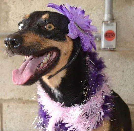 Cachorro ra a SRD idade 2 anos nome JUANITA, Princesa r
