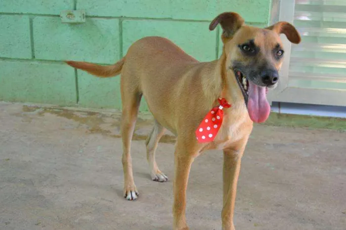 Cachorro ra a SRD idade 1 ano nome MELKinho, 1 ano, do