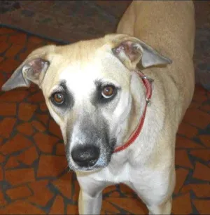 Cachorro raça SRD idade 1 ano nome Janis