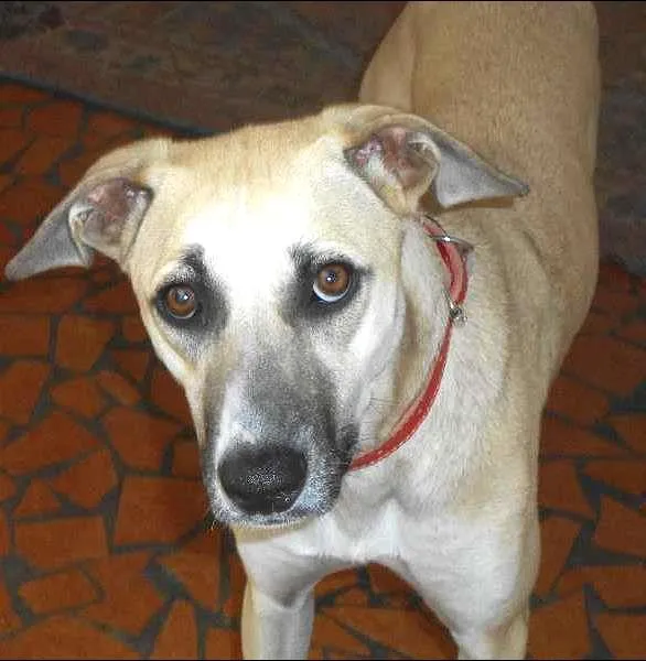 Cachorro ra a SRD idade 1 ano nome Janis