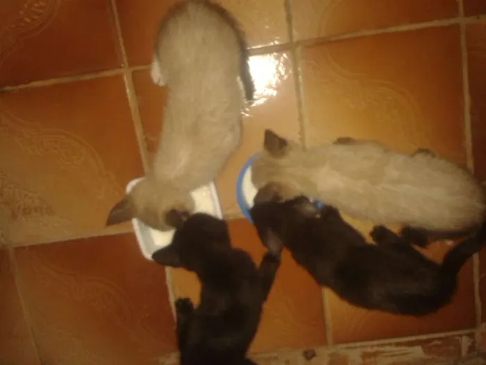 Gato ra a Misturado idade Abaixo de 2 meses nome Dodo, Dudu,Duda, e 