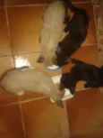 Dodo, Dede, Duda, e