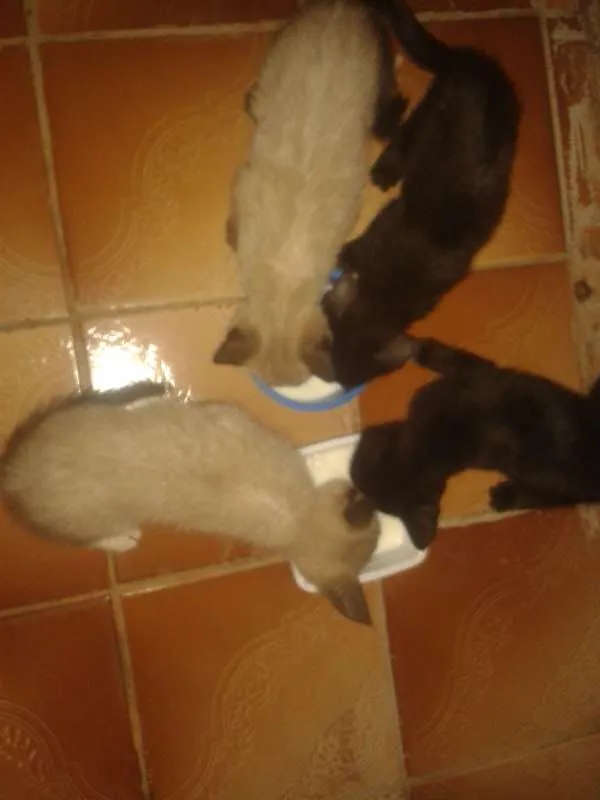 Gato ra a Misturado idade Abaixo de 2 meses nome Dodo, Dede, Duda, e