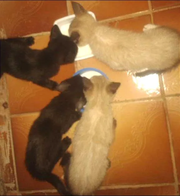 Gato ra a Misturado idade Abaixo de 2 meses nome Dodo, Dede, Duda, e