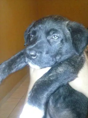 Cachorro raça SRD idade Abaixo de 2 meses nome Bob