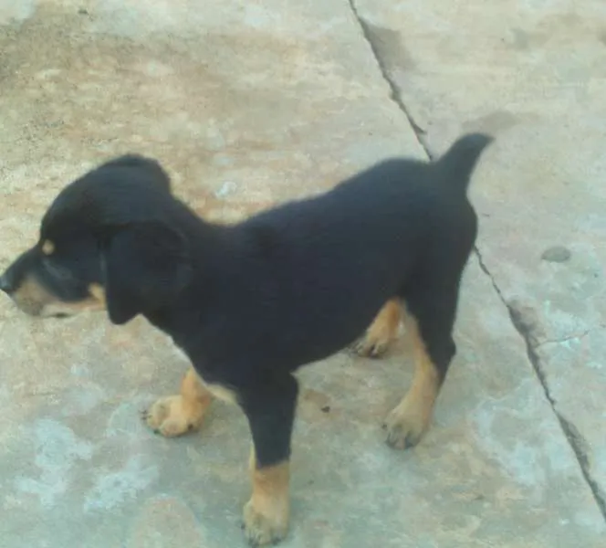 Cachorro ra a SRD idade Abaixo de 2 meses nome badu