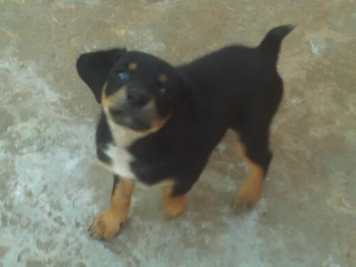 Cachorro ra a SRD idade Abaixo de 2 meses nome badu