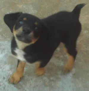 Cachorro raça SRD idade Abaixo de 2 meses nome badu