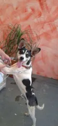 Bidú