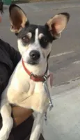 Bidú