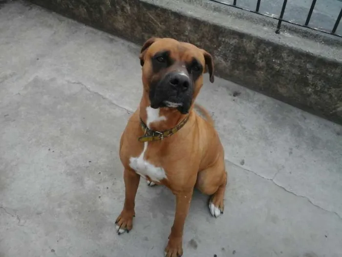 Cachorro ra a Boxer idade  nome Boxer