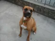 Boxer
