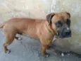 Boxer