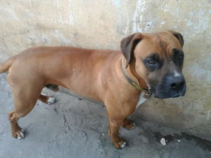 Cachorro ra a Boxer idade  nome Boxer
