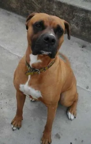 Cachorro raça Boxer idade  nome Boxer